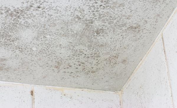 Mold Remediation by Elite Facility Management LLC