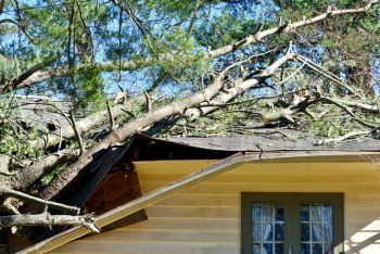 Mountain Brook, Alabama Fallen Tree Damage Restoration by Elite Facility Management LLC