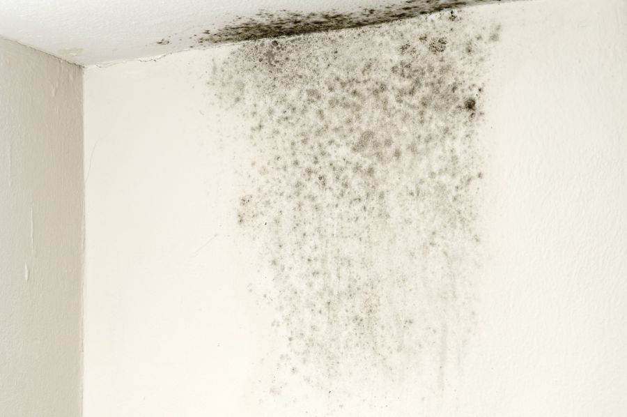 Mold Remediation by Elite Facility Management LLC